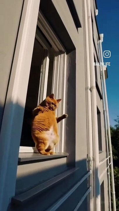 C'est quoi ce chat ? ?