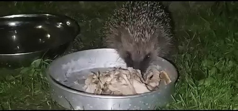 Raylands Holiday Caravan Park in Southwater becomes a wildlife haven