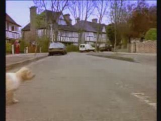 Gentil-petit-chien-chien