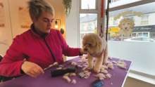 A day in the life at The Dog Spa Durham