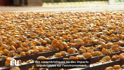 L'agriculture européenne va-t-elle se convertir aux nouvelles techniques génomiques ?