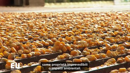 L'agricoltura europea si convertirà alle nuove tecniche genomiche?