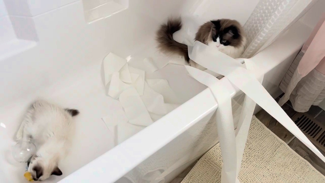 Two Cats Create Mess Inside Washroom