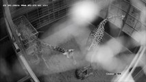Newborn baby giraffe stand for first time