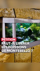 Faut-il sauver les poissons du métro Montebello à Lille ?
