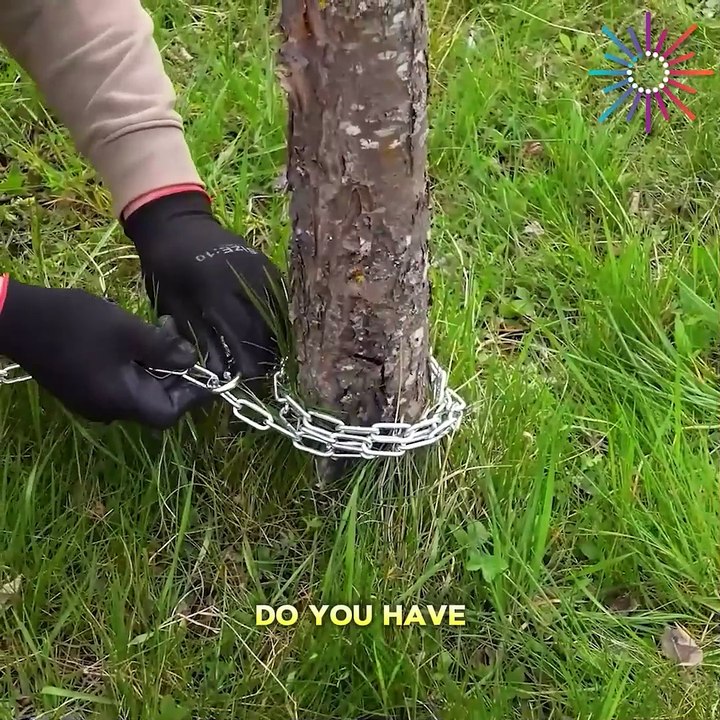 This is how a tree should be removed!!