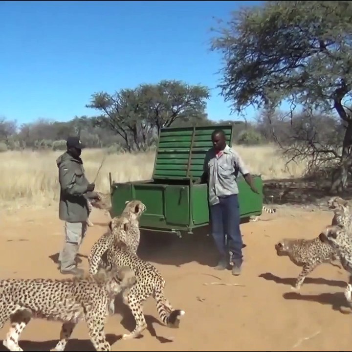 L'heure de manger pour ces 30 guépards... Gros chats affamés