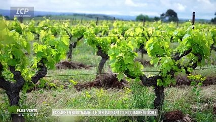 Plus verte ma PME - Passage en biodynamie : le défi gagnant d'un domaine viticole