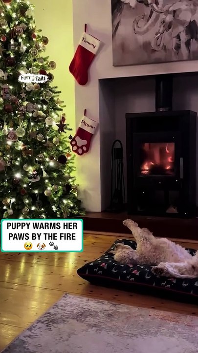 Puppy warms paws by the fire 🔥