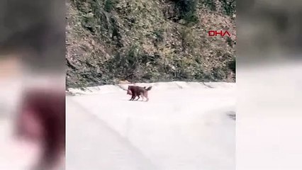 İki tilkinin kavgası kameraya yansıdı