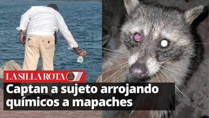 Buscan a agresor de mapaches en Playa Miramar