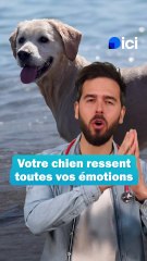 Votre chien ressent toutes vos émotions