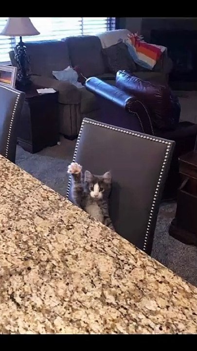 pussy-cat-cute