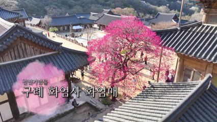 [영상] 천연기념물 구례 화엄사 홍매화 '활짝' / YTN