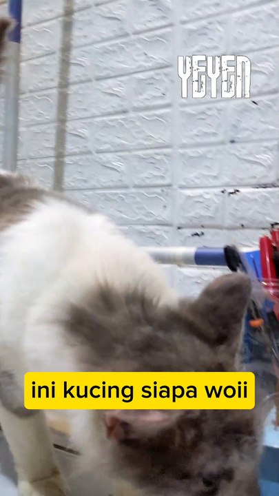 ada kucing liar masuk rumah