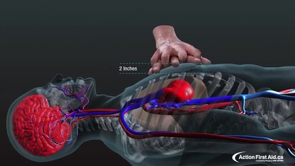 Heart pumping Vedio #CNA Vedio #ShamaunGauri