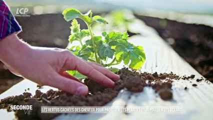 Seconde vie - Les vertus cachées des cheveux pour protéger les plantes et dépolluer les océans