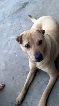 It's no longer a sarcastic saying: when a dog yawns, it catches a fly 🥱