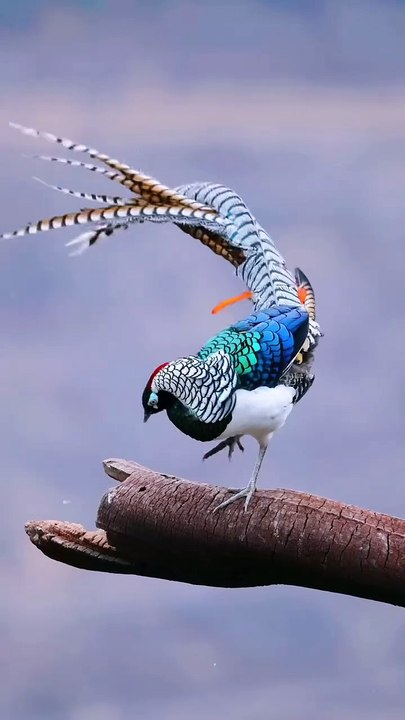 Saleemoffical presentation - Lady Amherst's pheasant.#beautiful