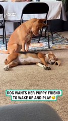 Lach dich schlapp mit Lustige Pfoten Ч. 36