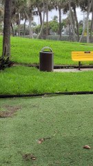 Can You Spot an Iguana in the First 5 Seconds?