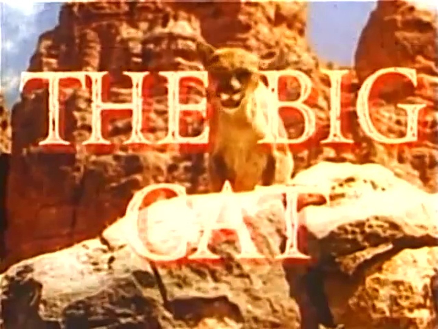 ⁣The Big Cat (1949) - Adventure Drama Film
