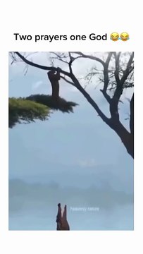 #hunterxhunter #hunt #jaguar #panther #leopard #sn2sg #crocodile #sunnight #hunting #sunnightmusic #sunnightpop #wildlife #animals #foodchallenge #carnivore #patience #dangerous #nature #wild #steamysecrets