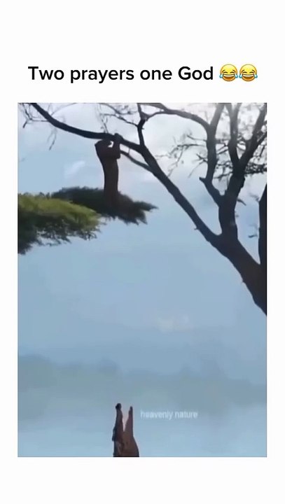 #hunterxhunter #hunt #jaguar #panther #leopard #sn2sg #crocodile #sunnight #hunting #sunnightmusic #sunnightpop #wildlife #animals #foodchallenge #carnivore #patience #dangerous #nature #wild #steamysecrets