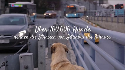 Streuner - Unterwegs mit Hundeaugen | movie | 2021 | Official Trailer
