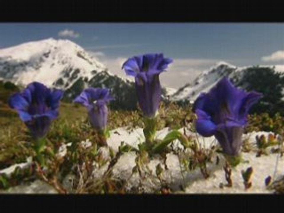 NATURE | Prince of the Alps | Winter's End | PBS