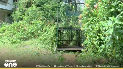 പുലിപ്പേടി ഒഴിയാതെ ചാലക്കുടി; കൂട് സ്ഥാപിച്ച് വനംവകുപ്പ്