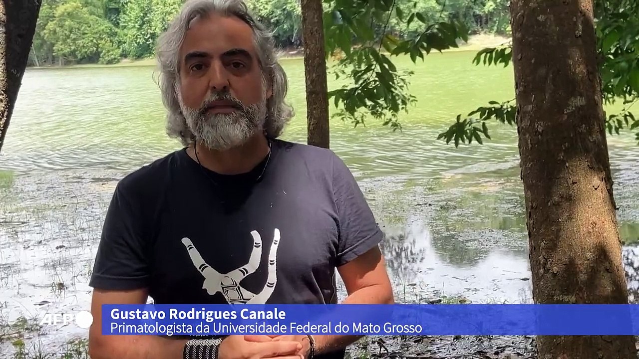 Comunidade corre contra o tempo para salvar macacos no Mato Grosso