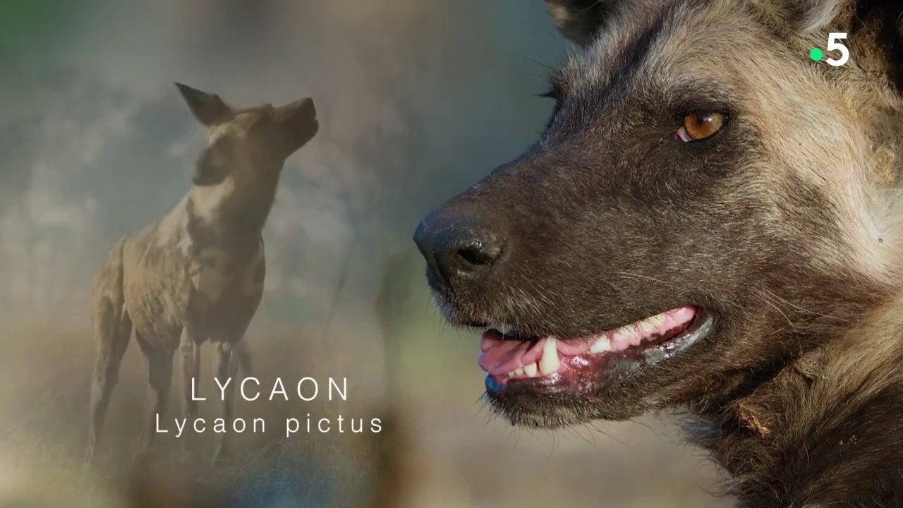 La grande famille des chiens