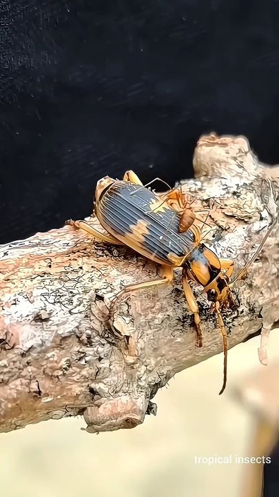 Aggressive Fire Ants Fight Acid Spitting Beetles 😱   tropical insects