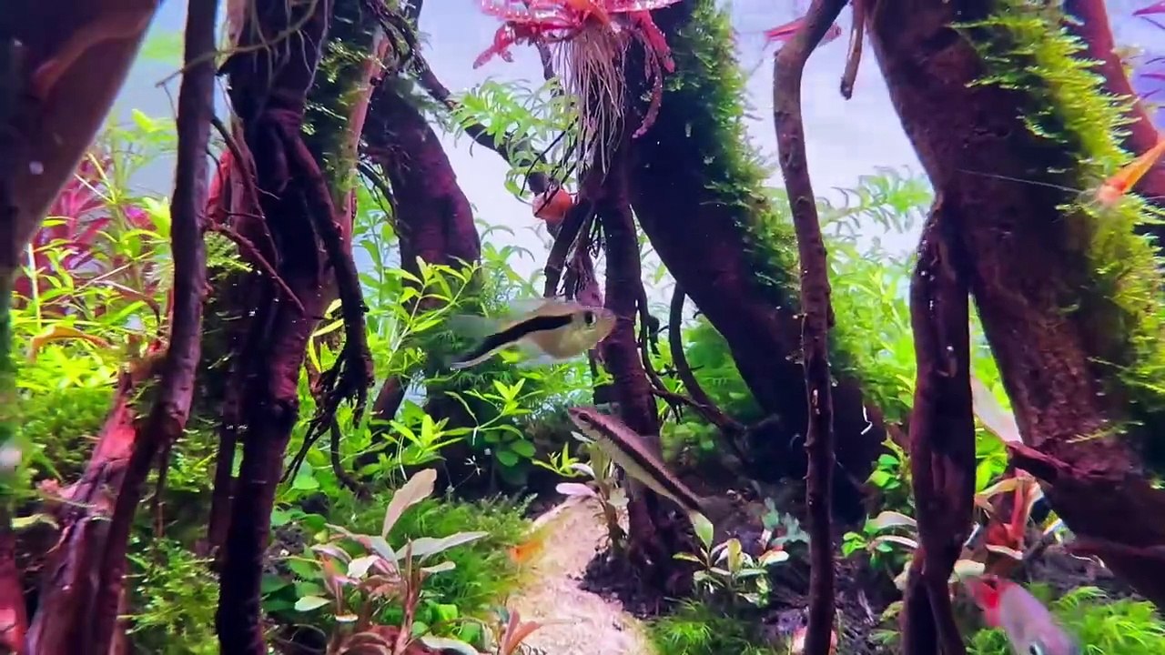 Aquarium 78