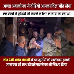 सनातनी अनंत अंबानी का बड़ा दिल  पदयात्रा के दौरान बचाई गई निर्दोष मुर्गियों की जान ! #AnantAmbani #Vantara #Jeevdaya #NitaAmbani #MukeshAmbani #AnantAmbani #Kindness #Humanity #SocialService  #Compassion #Inspiring  #RoostersAndHens