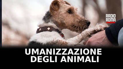 Bimba di nove mesi uccisa nel napoletano: la voce dell’educatore cinofilo - con Andrea Liburdi
