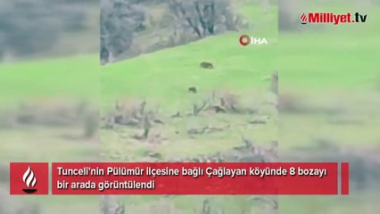Kış uykusundan uyanan 8 bozayı bir arada