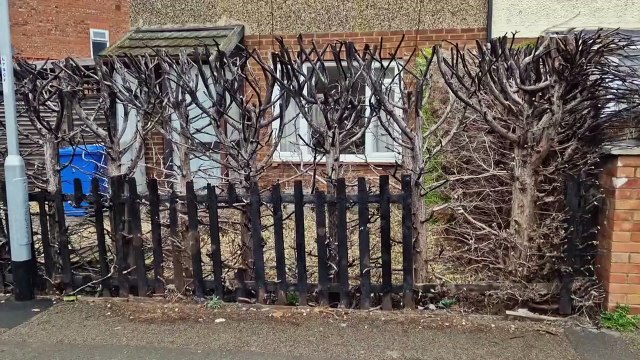 Burnt hedge Holly Road Kettering