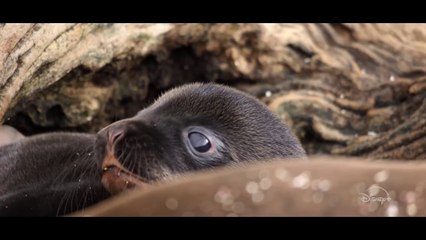 Sea Lions of the Galápagos - Trailer (English) HD