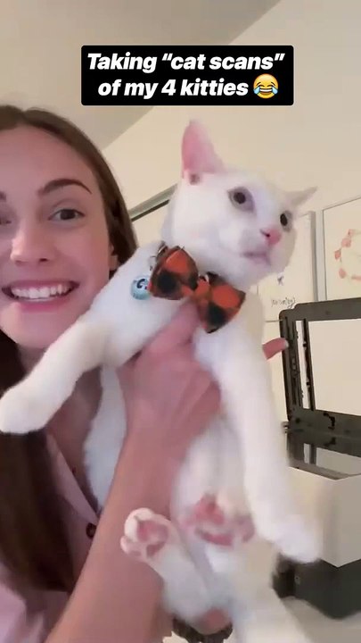 Taking "cat scans" with my kitties #shorts #kitties #trynottolaugh