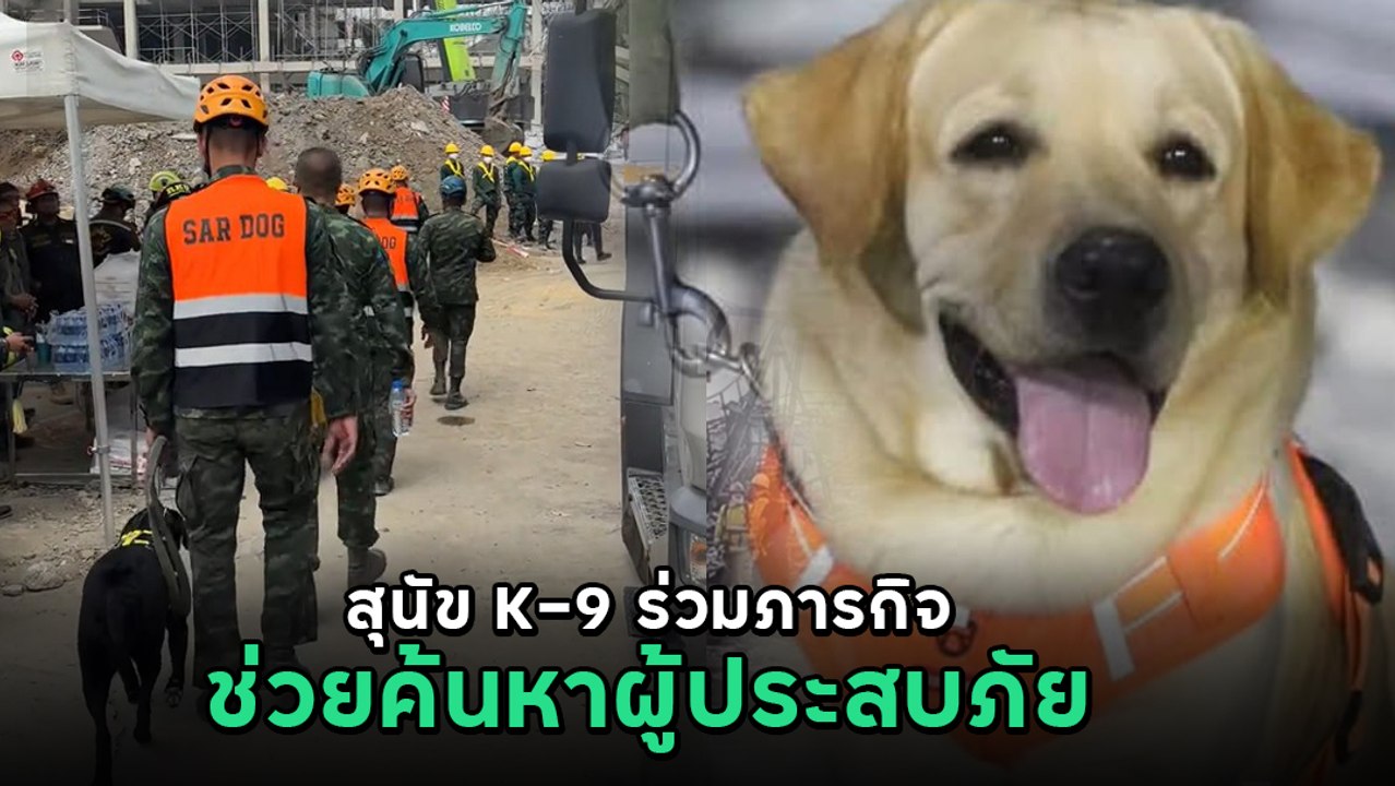 น้องลอมเมล สุนัขทหาร K-9 ฮีโร่ 4 ขา ผู้ปฏิบัติภ...