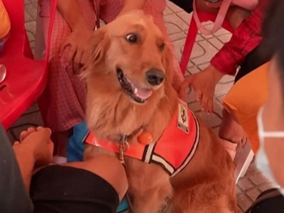 Nach Erdbeben: Rettungshunde als emotionale Stütze für Betroffene