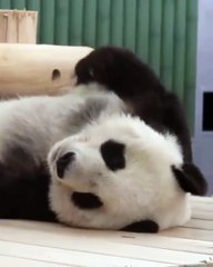 🐼 **Unlock the Secrets of Pandas!** 🐼 Dive into the enchanting world of t