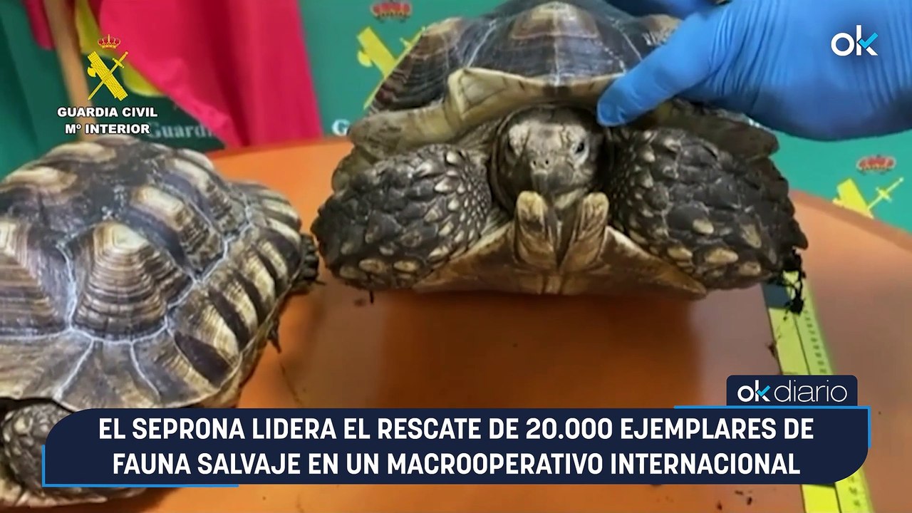 El Seprona lidera el rescate de 20.000 ejemplares de fauna salvaje en un macrooperativo internacional