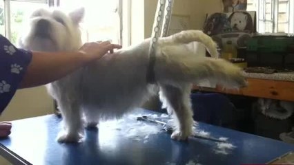 Dog Lifts One Leg on Command During Gymnastics Training and Then Lowers It Back Down