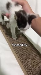 Cat Learns to Scratch Her Nails on Cardboard for First Time