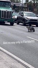 Alligator Moves Across Road, Causing All Vehicles to Halt