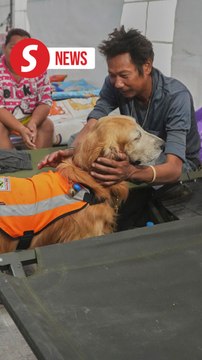 Thai search dogs go from sniffing to soothing at collapsed tower site
