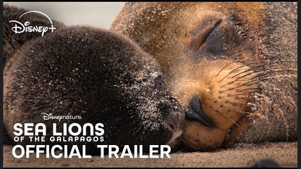 Sea Lions of the Galápagos | Official Trailer - Disneynature